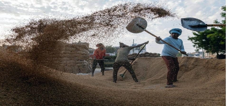 Ấn Độ đang chiếm đến 40% lượng xuất khẩu gạo tr&ecirc;n to&agrave;n cầu. Ảnh: SCMP