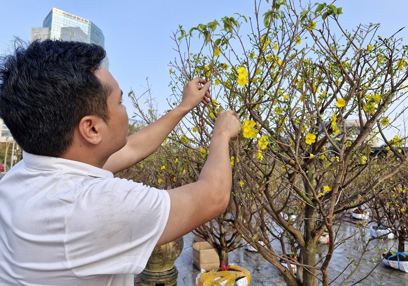 Hoa mai v&agrave;ng của v&ugrave;ng đất phương Nam được c&aacute;c chủ hộ kinh doanh đưa về TP H&agrave; Tĩnh với số lượng lớn, nhưng hiện tại người mua kh&ocirc;ng được như kỳ vọng