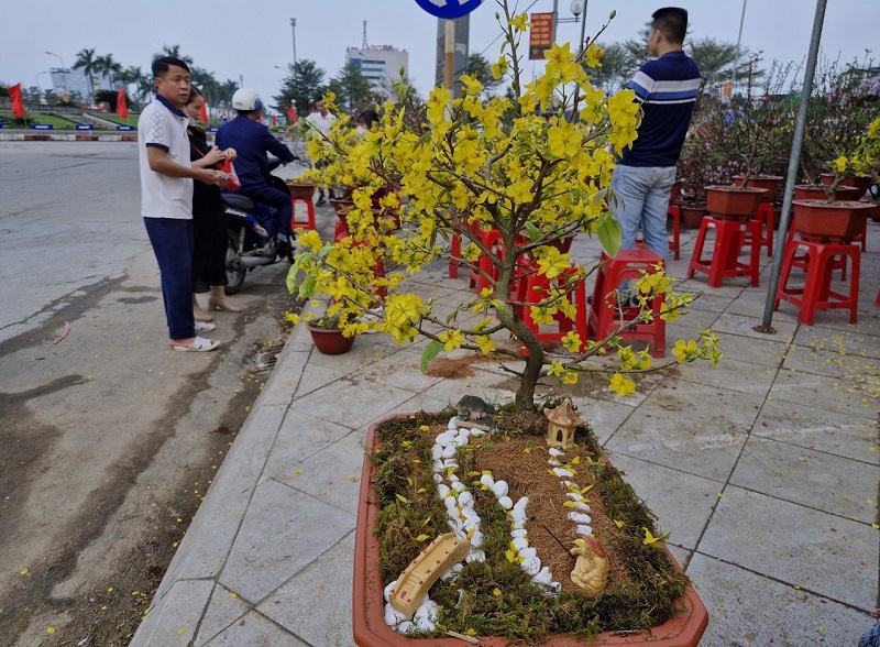 Một số chủ hộ kinh doanh hoa mai c&ograve;n trang tr&iacute; th&ecirc;m c&aacute;c tiểu cảnh để thu h&uacute;t kh&aacute;ch mua