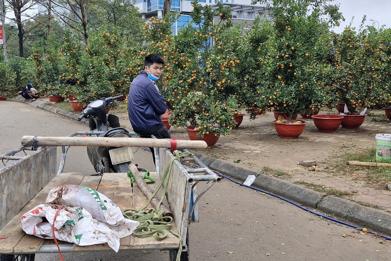 C&acirc;y quất cảnh sức ti&ecirc;u thụ chậm, dịch vụ vận chuyển thu&ecirc; cũng kh&aacute; thong thả trong ng&agrave;y &aacute;p tết