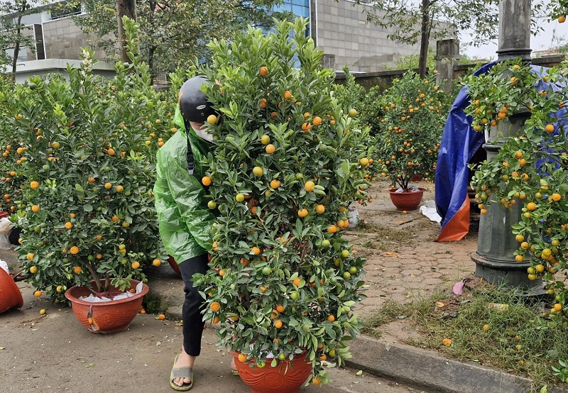 Ảnh hưởng của kh&ocirc;ng kh&iacute; lạnh khiến cho việc bu&ocirc;n b&aacute;n c&acirc;y quất cảnh trở n&ecirc;n kh&oacute; khăn hơn