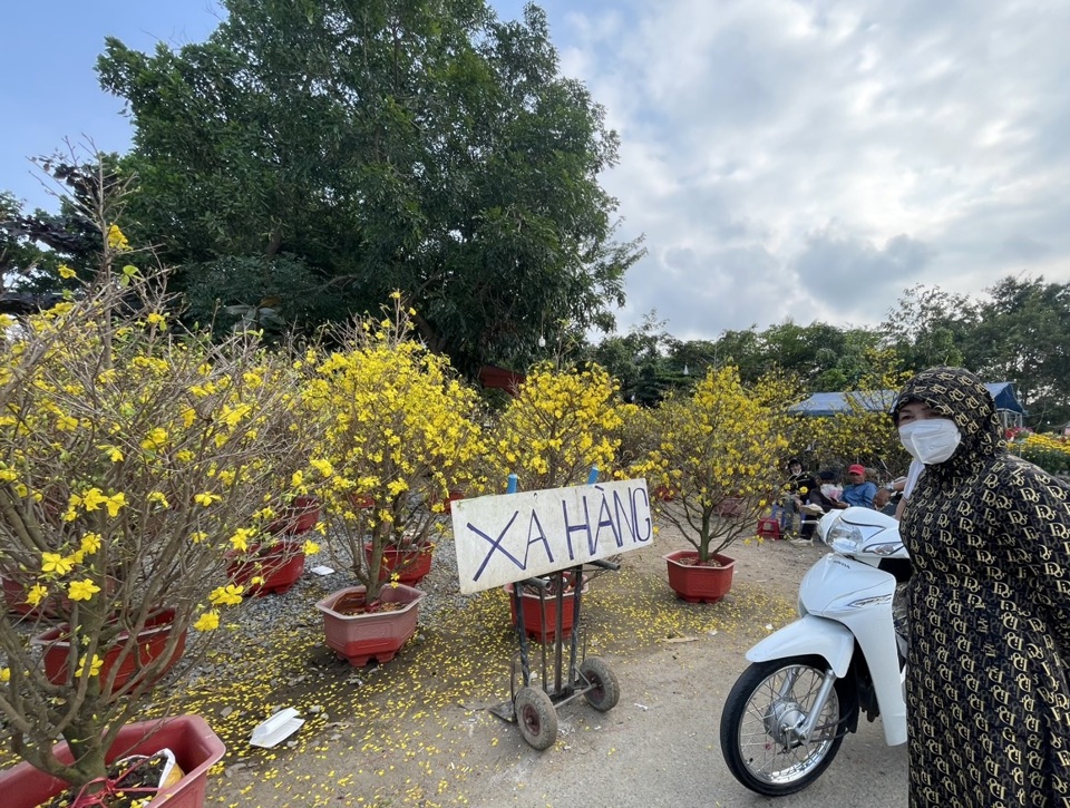 "Quầy mai n&agrave;y đ&atilde; trưng h&agrave;ng được một th&aacute;ng, gần 100 c&acirc;y nhưng chỉ b&aacute;n được hơn chục c&acirc;y. B&aacute;n mai bao nhi&ecirc;u năm, chưa năm n&agrave;o thấy kh&oacute; như năm nay. T&ocirc;i đ&atilde; treo bảng xả h&agrave;ng từ h&ocirc;m qua", &ocirc;ng B&acirc;ng - một hộ kinh doanh ở ng&atilde; 3 đường Phạm Văn Đồng- Cao B&aacute; Qu&aacute;t cho hay.&nbsp;Ảnh: H&agrave; Phương