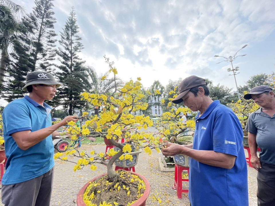 May mắn hơn c&aacute;c hộ tiểu thương kh&aacute;c c&ugrave;ng ng&agrave;nh h&agrave;ng, 200 c&acirc;y mai của &ocirc;ng Nguyễn Trọng Thắng (tỉnh B&igrave;nh Định) đ&atilde; b&aacute;n gần hết.&nbsp;Ảnh: H&agrave; Phương