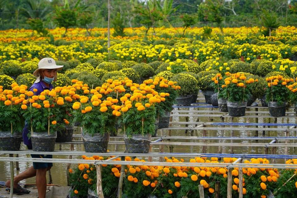 Những người trồng hoa tại L&agrave;ng hoa Sa Đ&eacute;c (Đồng Th&aacute;p) cho biết, năm nay lượng hoa ti&ecirc;u thụ chưa tới 30% số hoa được trồng. (Ảnh Hữu Tuấn)