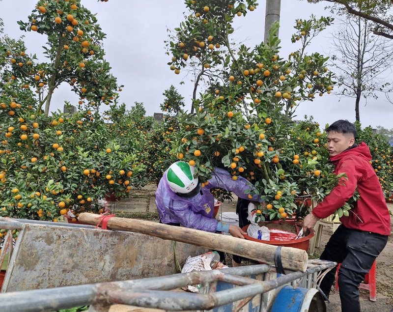 Mặc d&ugrave; gi&aacute; b&aacute;n c&acirc;y quất cảnh c&oacute; xu hướng hạ xuống t&ugrave;y v&agrave;o độ tuổi của c&acirc;y, nhưng vẫn rất kh&oacute; ti&ecirc;u thụ