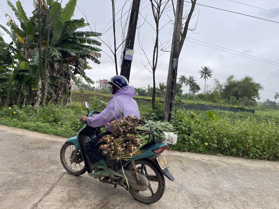 Số hoa kh&ocirc;ng ướp đ&aacute; được gọi l&agrave; "hoa n&oacute;ng", gi&aacute; v&agrave;o khoảng 40.000- 50.000 đồng/chục v&agrave;o 29, 30 Tết.&nbsp;Ảnh: H&agrave; Phương