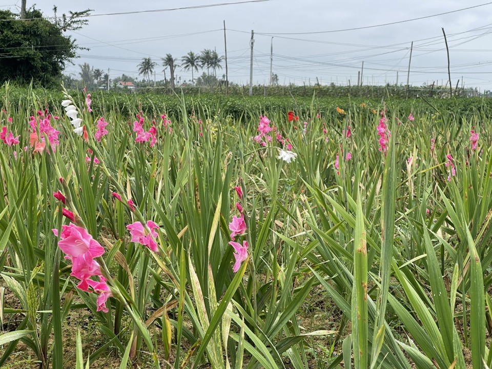 Số hoa nở sớm v&agrave;o thời điểm gi&aacute; cả chưa cao, nhiều người thu hoạch v&agrave; ướp đ&aacute; để "h&atilde;m" nhưng v&igrave; sức ti&ecirc;u thụ qu&aacute; k&eacute;m n&ecirc;n gi&aacute; cả rất thấp. D&ugrave; s&aacute;t Tết, gi&aacute; hoa qua ướp đ&aacute; chỉ dao động 15.000 đồng- 20.000 đồng/chục v&agrave; số lượng hoa nở bung ngo&agrave;i đồng, kh&ocirc;ng b&aacute;n được c&ograve;n rất lớn.&nbsp;Ảnh: H&agrave; Phương