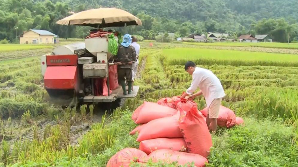 Gi&aacute; l&uacute;a gạo h&ocirc;m nay 9/2/2024: Duy tr&igrave; ổn định. Ảnh minh họa.