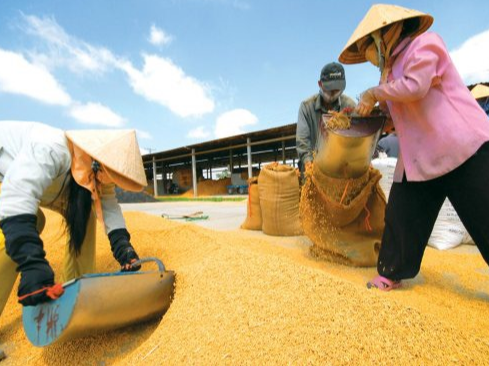 Giá lúa gạo hôm nay 10/2/2024: Nhà máy nghỉ Tết, giá gạo duy trì ổn định. Ảnh minh họa.