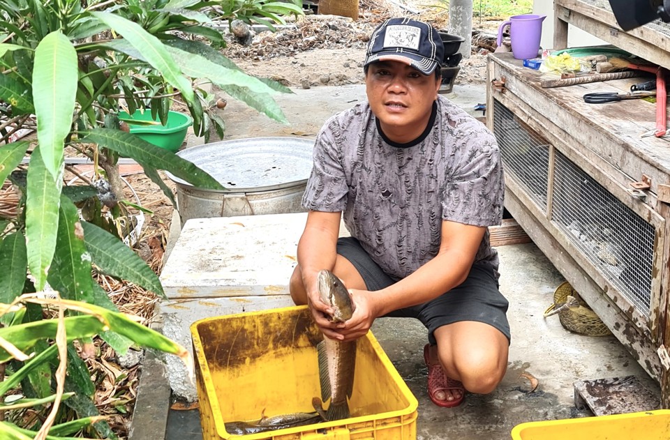 C&aacute; l&oacute;c nặng gần 1kg bắt được sau buổi t&aacute;t đ&igrave;a. Ng&agrave;y trước, c&aacute; l&oacute;c mỗi con nặng v&agrave;i k&yacute; l&agrave; b&igrave;nh thường, mỗi ao v&agrave;i trăm k&yacute; c&aacute; đồng. Nay sản lượng giảm do biến dổi kh&iacute; hậu (Ho&agrave;ng Nam)