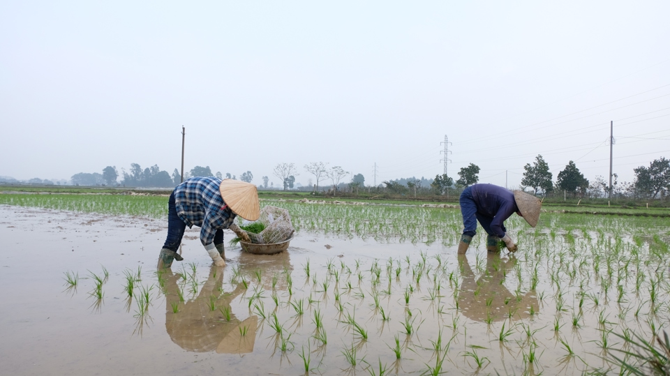 B&agrave; con n&ocirc;ng d&acirc;n huyện S&oacute;c Sơn t&iacute;ch cực gieo cấy l&uacute;a Xu&acirc;n.