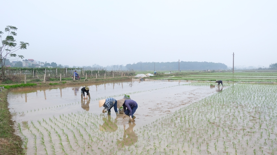 B&agrave; con n&ocirc;ng d&acirc;n huyện S&oacute;c Sơn (TP H&agrave; Nội) lấy nước, gieo cấy vụ Xu&acirc;n 2024.