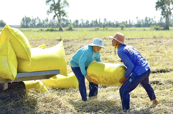 Gi&aacute; l&uacute;a gạo h&ocirc;m nay 13/2/2024: Duy tr&igrave; ổn định. Ảnh minh hoạ