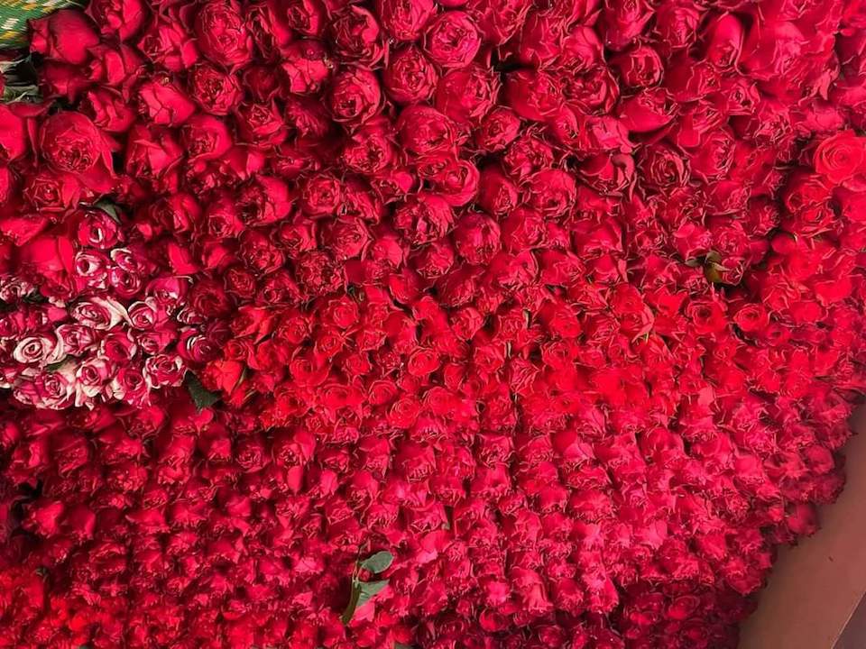 Hoa hồng đỏ Đ&agrave; Lạt c&oacute; gi&aacute; 130.000 đồng/50 c&agrave;nh, giảm mạnh so với c&ugrave;ng kỳ năm ngo&aacute;i.&nbsp;Ảnh:&nbsp;Tiểu Th&uacute;y