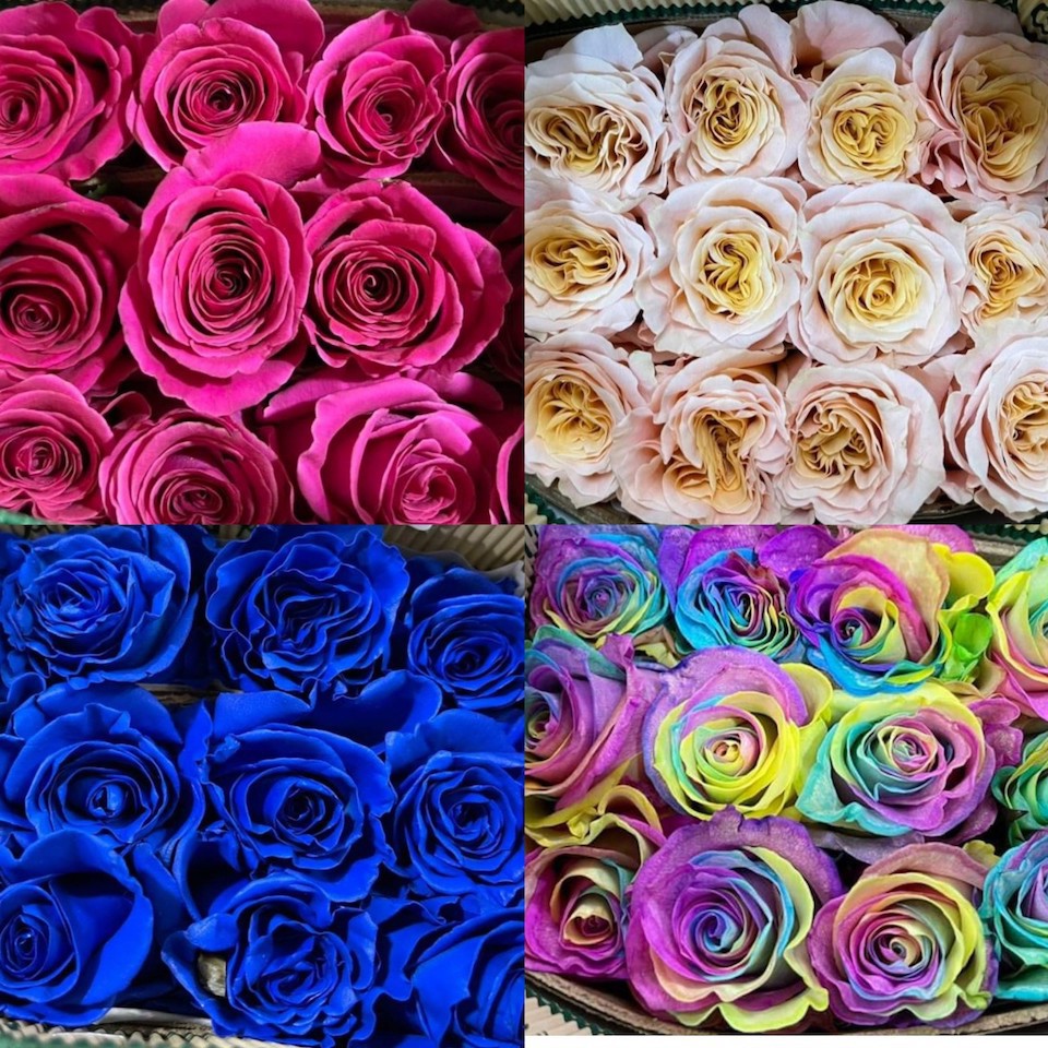 Hoa hồng nhập khẩu từ Ecuador từ 42.000 &ndash; 54.000 đồng/b&ocirc;ng, t&ugrave;y m&agrave;u, c&ograve;n hoa hồng Trung Quốc 15.000 đồng/b&ocirc;ng.&nbsp;Ảnh:&nbsp;Tiểu Th&uacute;y