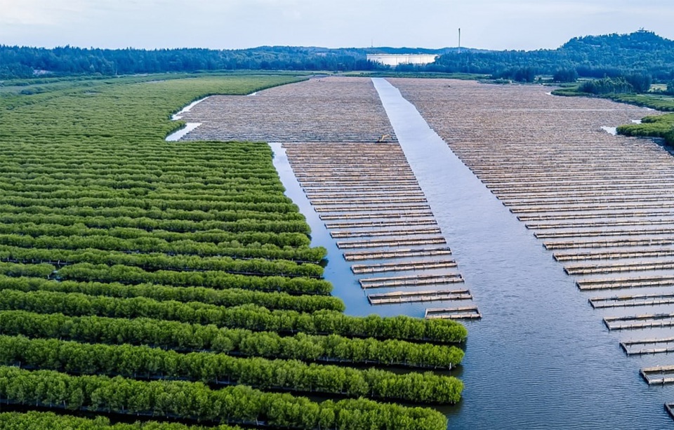 Qua thời gian, dưới t&aacute;c động của biến đổi kh&iacute; hậu, c&acirc;y c&oacute;c trắng- lo&agrave;i c&acirc;y bản địa bị suy giảm nghi&ecirc;m trọng. Từ năm 2024, Quỹ kh&iacute; hậu xanh (GCF) phối hợp với Ch&iacute;nh phủ v&agrave; UBND tỉnh Quảng Ng&atilde;i triển khai dự &aacute;n phục hồi rừng ngập mặn B&agrave;u C&aacute; C&aacute;i.&nbsp;