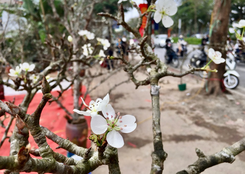 Những b&ocirc;ng hoa l&ecirc; bung nở trắng muốt, tinh kh&ocirc;i như mang cả hương sắc n&uacute;i rừng về t&ocirc; điểm cho thủ đ&ocirc; H&agrave; Nội.