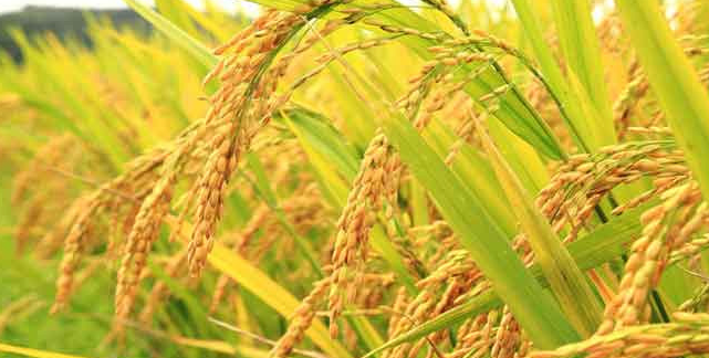 Giá lúa gạo hôm nay 16/2/2024: Giao dịch sôi động trong phiên đầu năm. Ảnh minh họa.