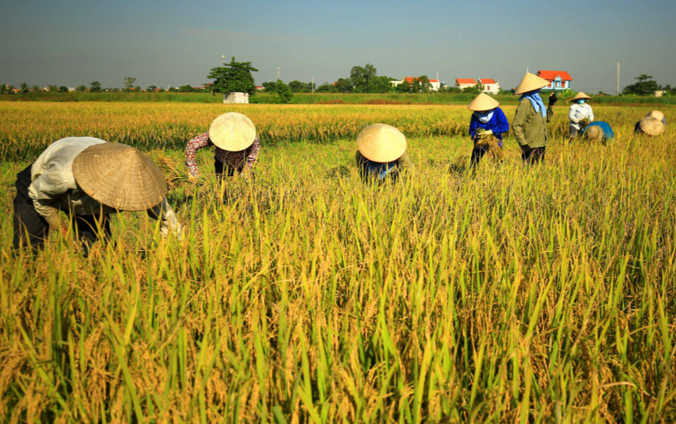 Gi&aacute; l&uacute;a gạo h&ocirc;m nay 17/2/2024: Duy tr&igrave; ổn định. Ảnh minh họa.