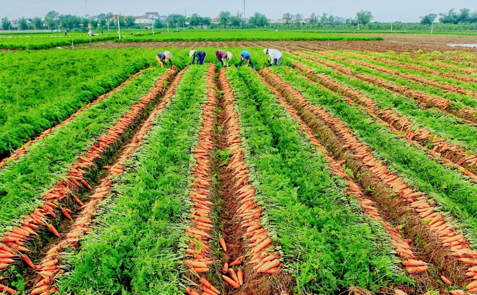 V&ugrave;ng trồng c&agrave; rốt xuất khẩu tại tỉnh Hải Dương.