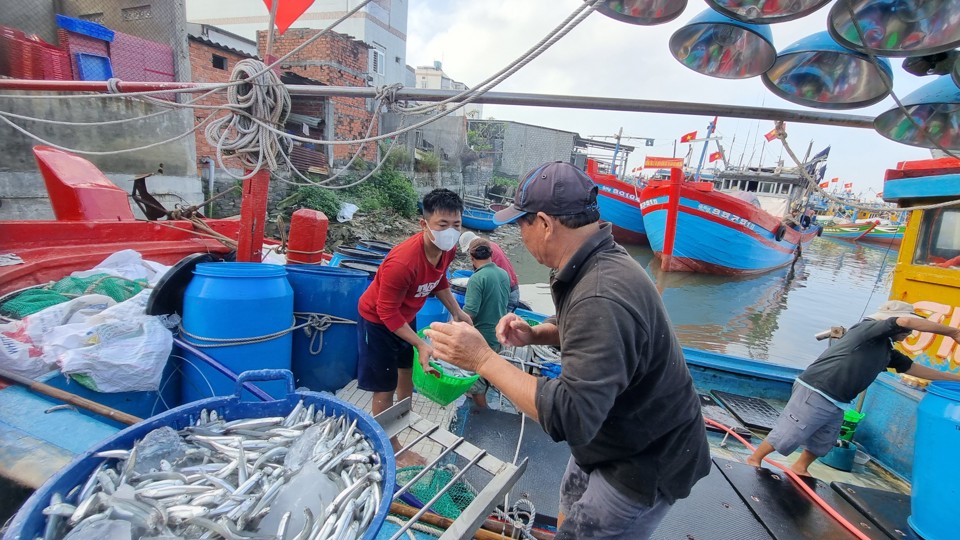 Một đêm ra khơi,  ngư dân "bỏ túi" từ vài chục triệu đến trăm triệu đồng - Ảnh 1