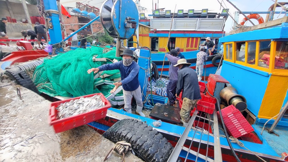 Những ng&agrave;y qua, tại cảng c&aacute; của tỉnh Quảng Ng&atilde;i, t&agrave;u thuyền tấp nập về bến để b&aacute;n c&aacute; cơm.&nbsp;&nbsp;