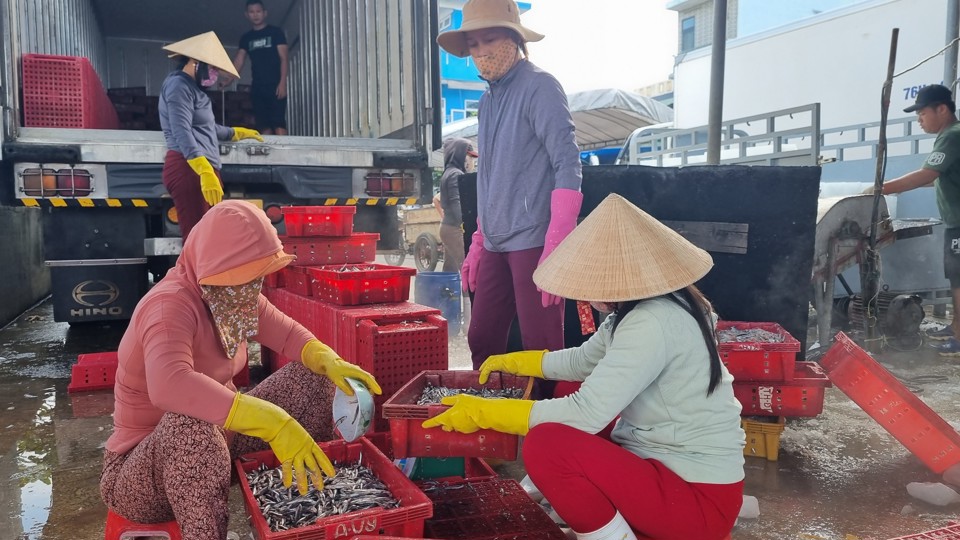 C&aacute; cơm hiện c&oacute; gi&aacute; b&aacute;n kh&aacute; cao, khoảng 22.000 đồng/kg.