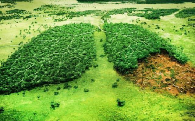 Việt Nam hiện c&oacute; tr&ecirc;n 14,7 triệu ha rừng với tỷ lệ che phủ 42,02%, trong đó rừng tự nhi&ecirc;n chiếm hơn 10 triệu ha, rừng trồng hơn 4,5 triệu ha. Ảnh AZTECH