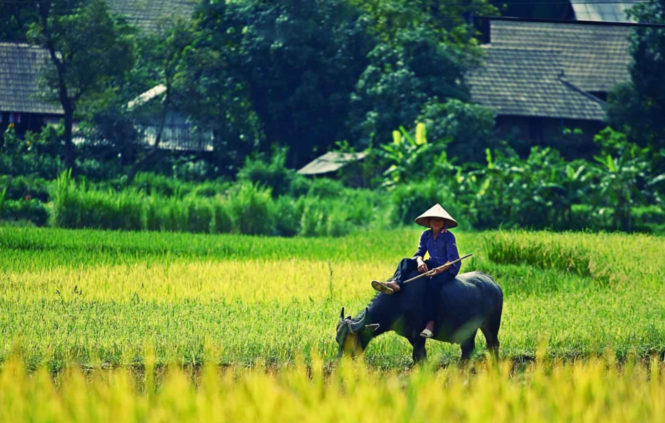 Gi&aacute; l&uacute;a gạo h&ocirc;m nay 21/2/2024: Gi&aacute; gạo tiếp tục giảm nhẹ. Ảnh minh họa.