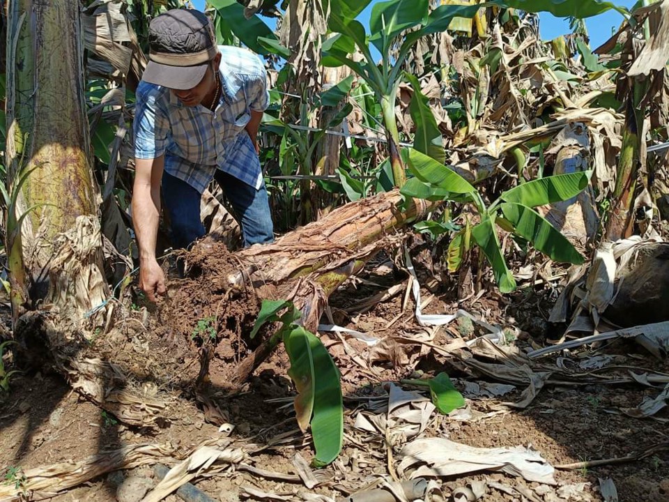 &nbsp;Thanh tra Sở NN&amp;PTNT tỉnh Đồng Nai kết luận, t&aacute;c nh&acirc;n g&acirc;y hiện tượng thối rễ, ch&aacute;y l&aacute; l&agrave; do nấm Fusarium spp, Bipolaris spp v&agrave; vi khuẩn Erwinia spp g&acirc;y ra. Kh&ocirc;ng c&oacute; cơ sở để x&aacute;c định việc sử dụng ph&acirc;n ph&acirc;n b&oacute;n HPH-NPK 20-20-15 g&acirc;y hiện tượng thối rễ, kh&ocirc; c&acirc;y, ch&aacute;y l&aacute;.