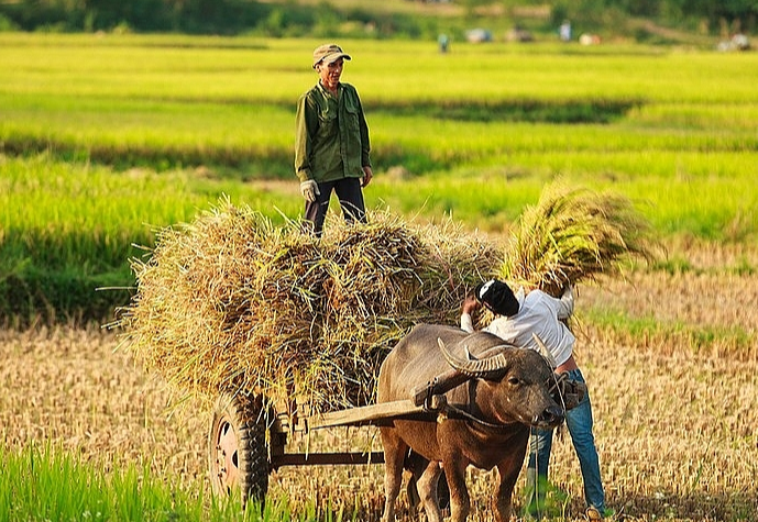 Gi&aacute; l&uacute;a gạo h&ocirc;m nay 22/2/2024: Đồng loạt giảm mạnh. Ảnh minh họa.