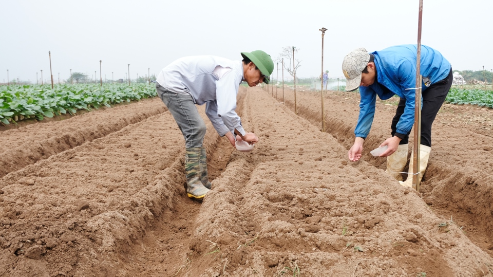 Gi&aacute; rau củ xuống thấp khiến thu nhập của b&agrave; con giảm, nhưng kh&ocirc;ng ảnh hưởng đến tinh thần sản xuất của người n&ocirc;ng d&acirc;n nơi đ&acirc;y.