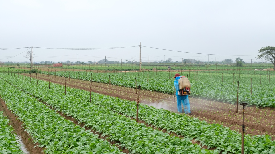 Tranh thủ thời tiết ấm &aacute;p, những ng&agrave;y qua, b&agrave; con đ&atilde; t&iacute;ch cực xuống đồng gieo trồng vụ rau củ mới.