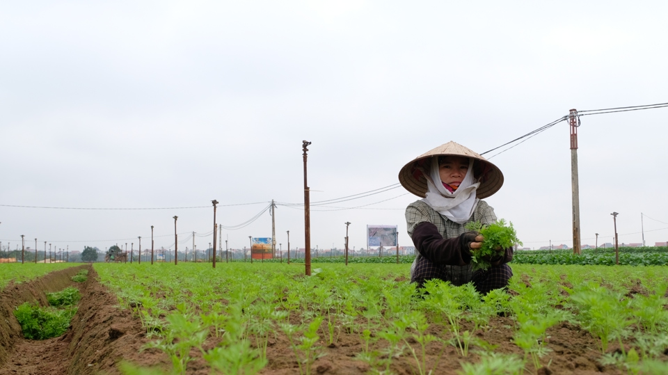 Theo chia sẻ của nhiều b&agrave; con, gi&aacute; rau củ rau Tết giảm s&acirc;u. Phần lớn c&aacute;c loại rau củ c&oacute; gi&aacute; khoảng 2.000 đồng/kg, c&oacute; loại thậm ch&iacute; chỉ b&aacute;n được 1.000 đồng/kg.