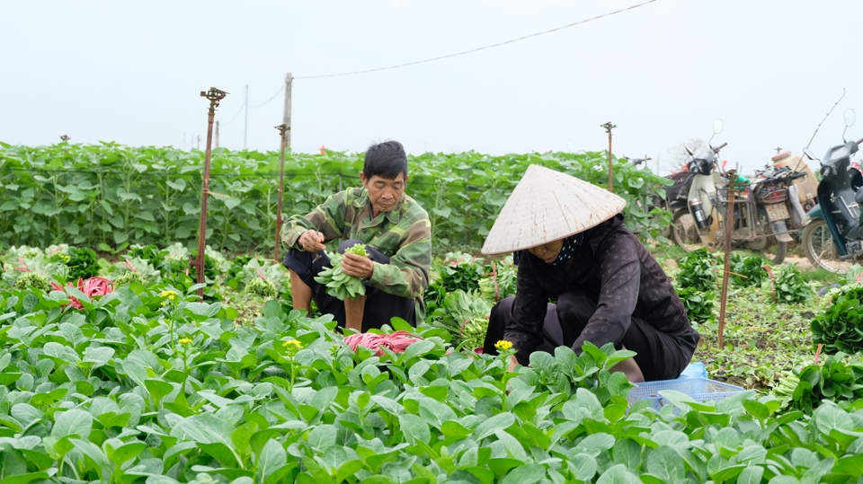 Th&ocirc;n Đ&ocirc;ng Cao (x&atilde; Tr&aacute;ng Việt, huyện M&ecirc; Linh) được xem l&agrave; v&ugrave;ng rau củ lớn nhất của TP H&agrave; Nội. Trung b&igrave;nh mỗi ng&agrave;y, v&ugrave;ng chuy&ecirc;n canh rộng 200ha n&agrave;y cung ứng cho thị trường H&agrave; Nội v&agrave; c&aacute;c địa phương l&acirc;n cận từ 200 - 300 tấn.