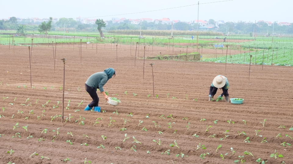 Những ng&agrave;y qua, người n&ocirc;ng d&acirc;n nơi đ&acirc;y khẩn trương xuống đồng thu hoạch lứa rau củ từ vụ trước Tết v&agrave; bắt tay v&agrave;o sản xuất vụ mới.