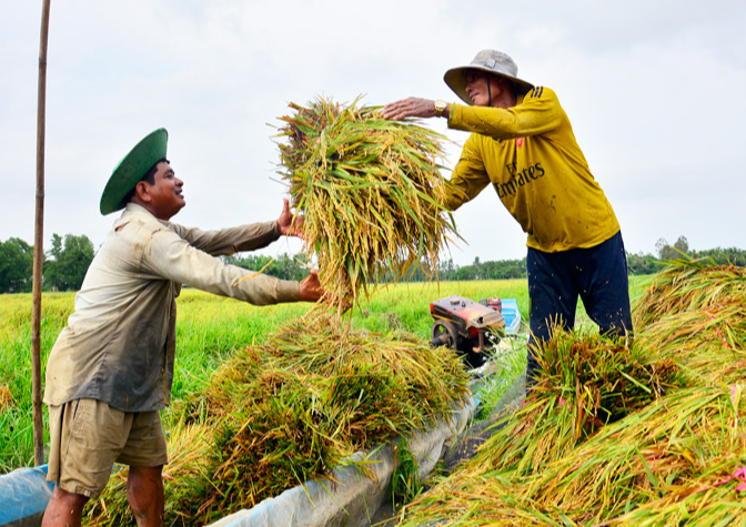 Gi&aacute; l&uacute;a gạo h&ocirc;m nay 24/2/2024: Gi&aacute; l&uacute;a tiếp đ&agrave; giảm mạnh. Ảnh minh họa.