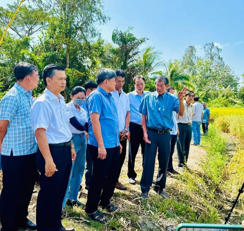 Đo&agrave;n của Bộ N&ocirc;ng nghiệp v&agrave; Ph&aacute;t triển n&ocirc;ng th&ocirc;n tham quan c&aacute;nh đồng l&uacute;a ST25 tại S&oacute;c Trăng - Ảnh: Xu&acirc;n Lương