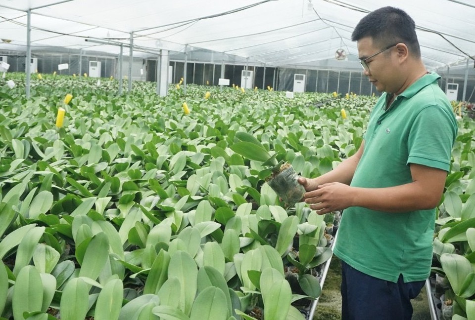 M&ocirc; h&igrave;nh trồng hoa lan hồ điệp ứng dụng c&ocirc;ng nghệ cao tại x&atilde; Mỹ Hưng, huyện Thanh Oai.