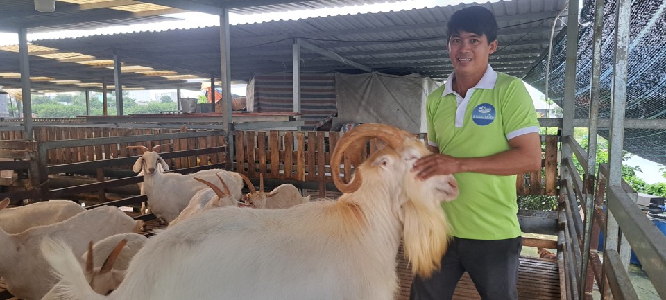 D&ecirc; nu&ocirc;i lấy sữa trong trại của gia đ&igrave;nh anh L&ecirc; Minh Hải. Ảnh: T&acirc;n Tiến.