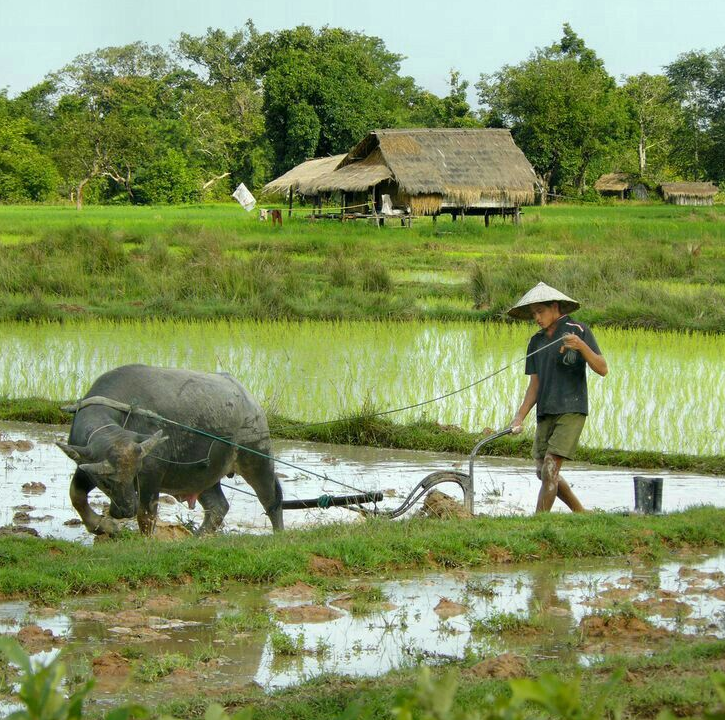 Gi&aacute; l&uacute;a gạo h&ocirc;m nay 2/3/2024: Gi&aacute; l&uacute;a giảm nhẹ, gi&aacute; gạo chững. Ảnh minh họa.