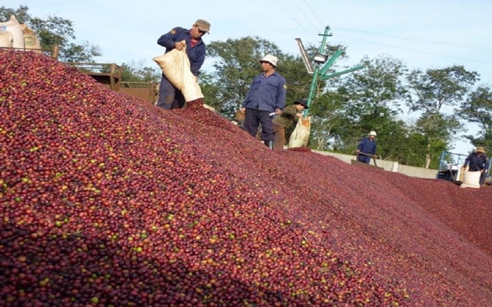 Giá cà phê hôm nay 7/3: Nguyên nhân đẩy cà phê tăng vọt sáng nay