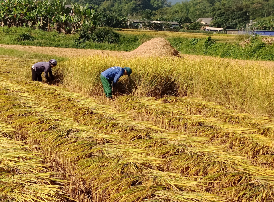 Gi&aacute; l&uacute;a gạo h&ocirc;m nay 7/3/2024: Tăng nhẹ gi&aacute; l&uacute;a trong nước v&agrave; gi&aacute; gạo xuất khẩu. Ảnh minh họa.