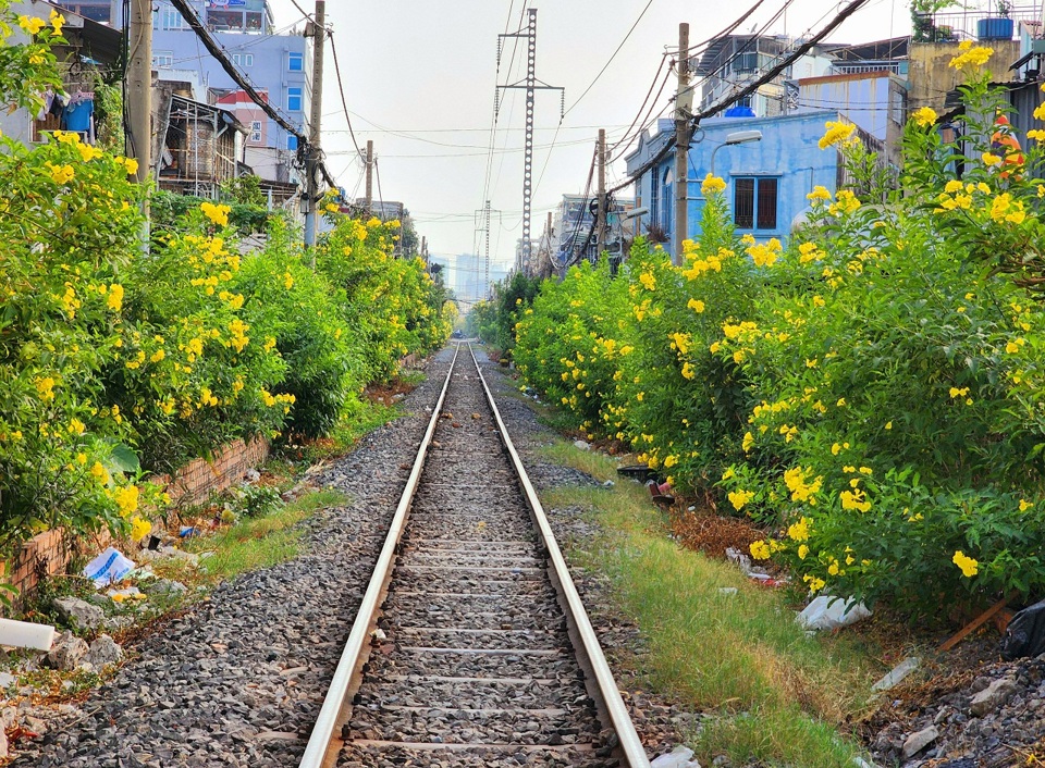 Hoa huỳnh li&ecirc;n nở dọc hai b&ecirc;n đường ray xe lửa tại nhiều quận TP Hồ Ch&iacute; Minh c&oacute; đường ray đi qua