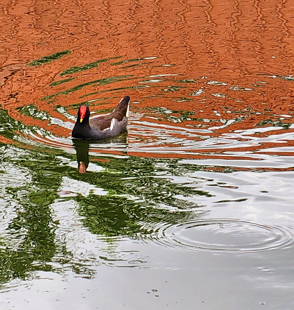 Một con chim s&acirc;m cầm nhỏ, đang bơi lội tung tăng b&ecirc;n hồ hoa sen tại c&ocirc;ng vi&ecirc;n Kỳ H&ograve;a (quận 10, TP Hồ Ch&iacute; Minh)