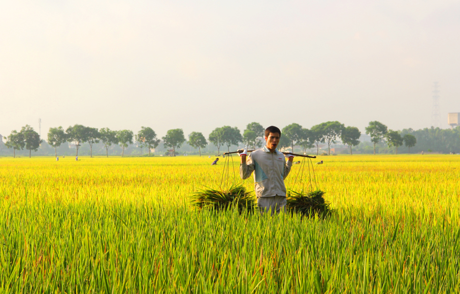 Gi&aacute; l&uacute;a gạo h&ocirc;m nay 9/3/2024: Biến động tr&aacute;i chiều. Ảnh minh họa.