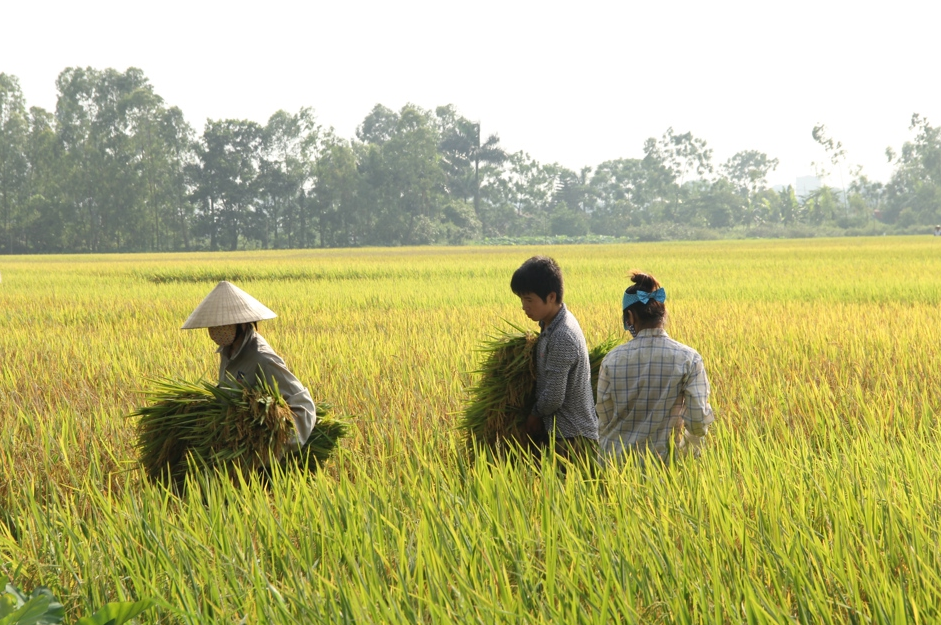 Gi&aacute; l&uacute;a gạo h&ocirc;m nay 10/3/2024: Gi&aacute; l&uacute;a chững, gi&aacute; gạo tiếp tục tăng nhẹ. Ảnh minh họa.