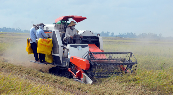 Gi&aacute; l&uacute;a gạo h&ocirc;m nay 11/3/2024: Duy tr&igrave; ổn định. Ảnh minh họa.