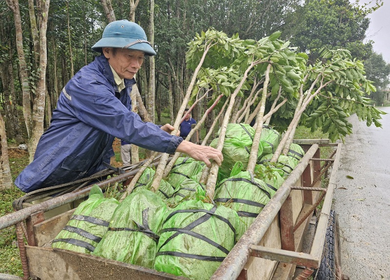 &Ocirc;ng Nguyễn Xu&acirc;n Trường chuẩn bị rất nhiều c&acirc;y gi&oacute; trầm giống để trồng thay thế&nbsp; sau khi thu hoạch&nbsp;