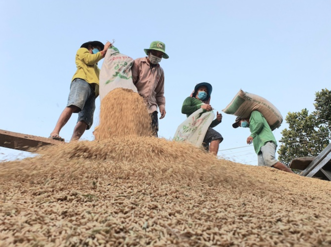 Thu mua l&uacute;a tại đồng bằng s&ocirc;ng Cửu Long. Ảnh minh họa